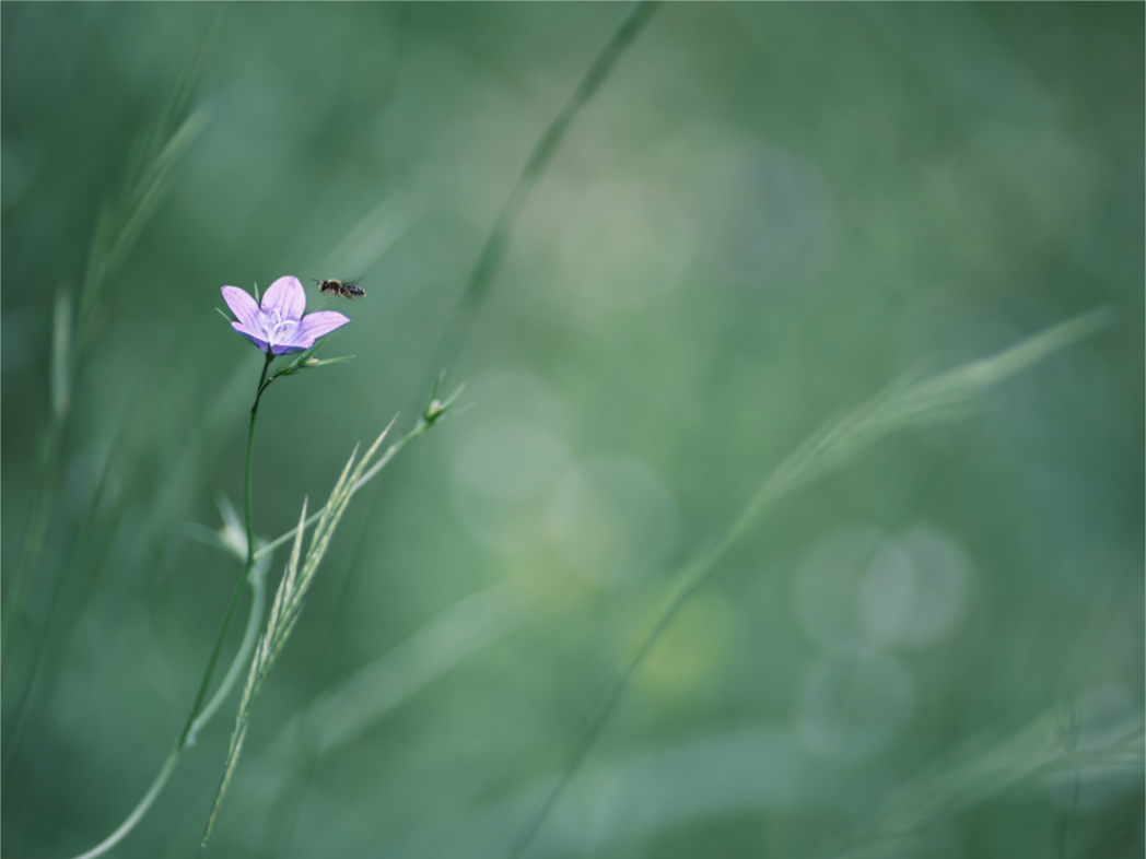 Main image Petite fleur des champs