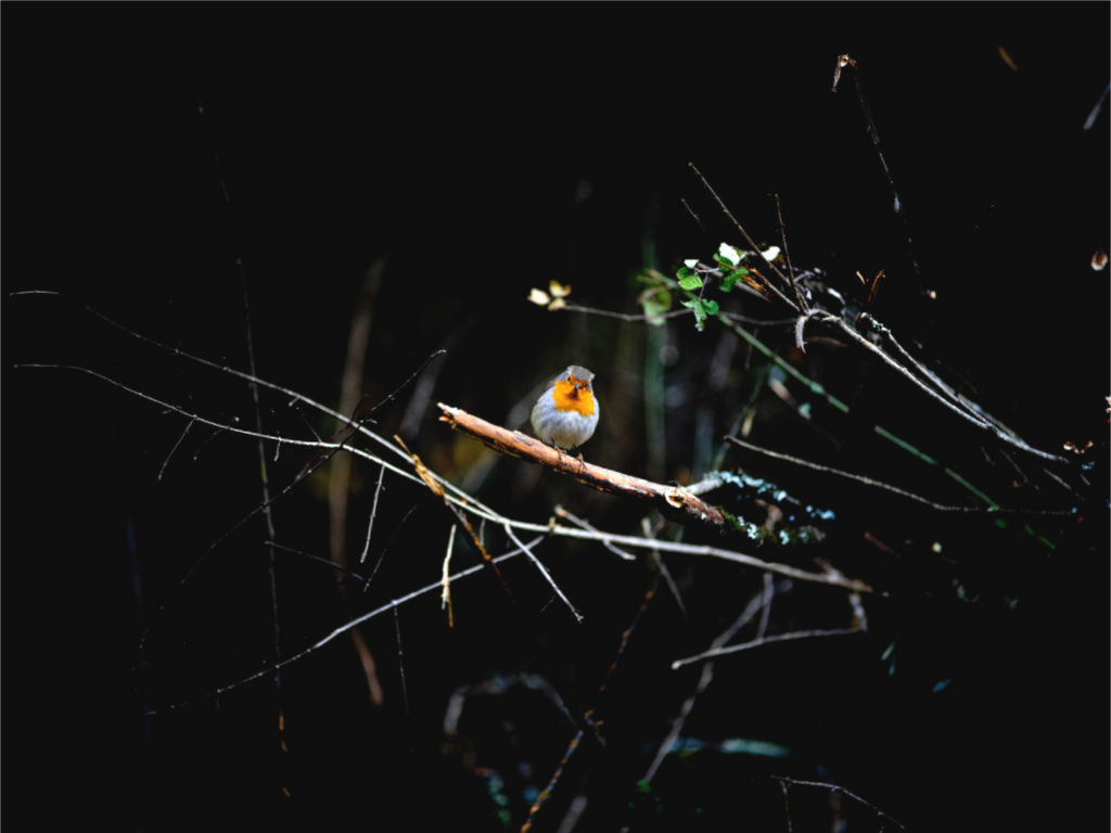 Main image Rouge gorge