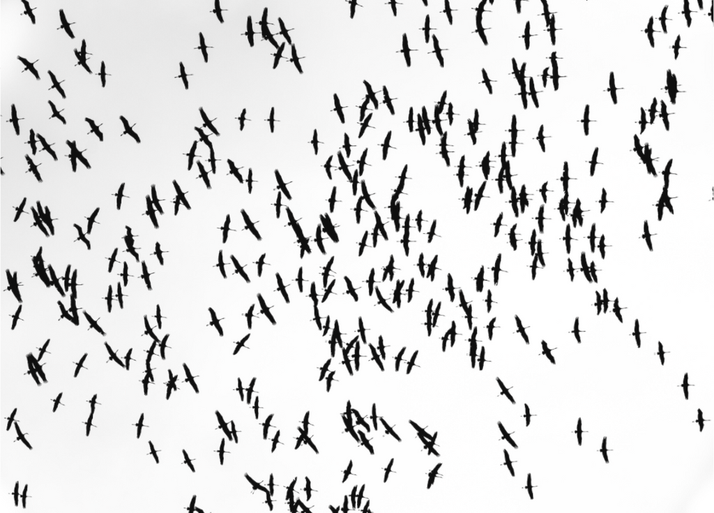 Main image Grues III