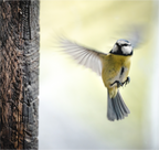 Main image mesange III