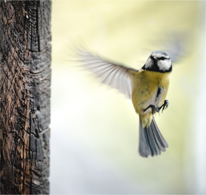 Main image mesange III