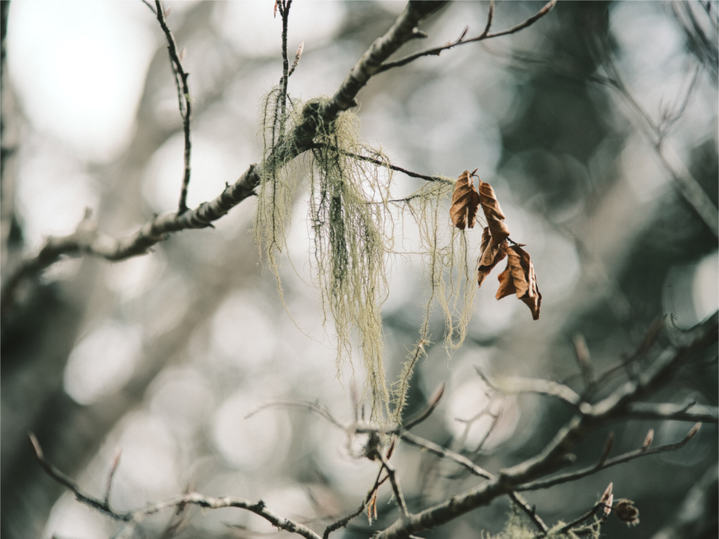 Main image Description