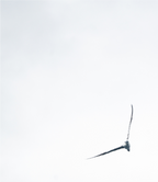 Main image fou de bassan