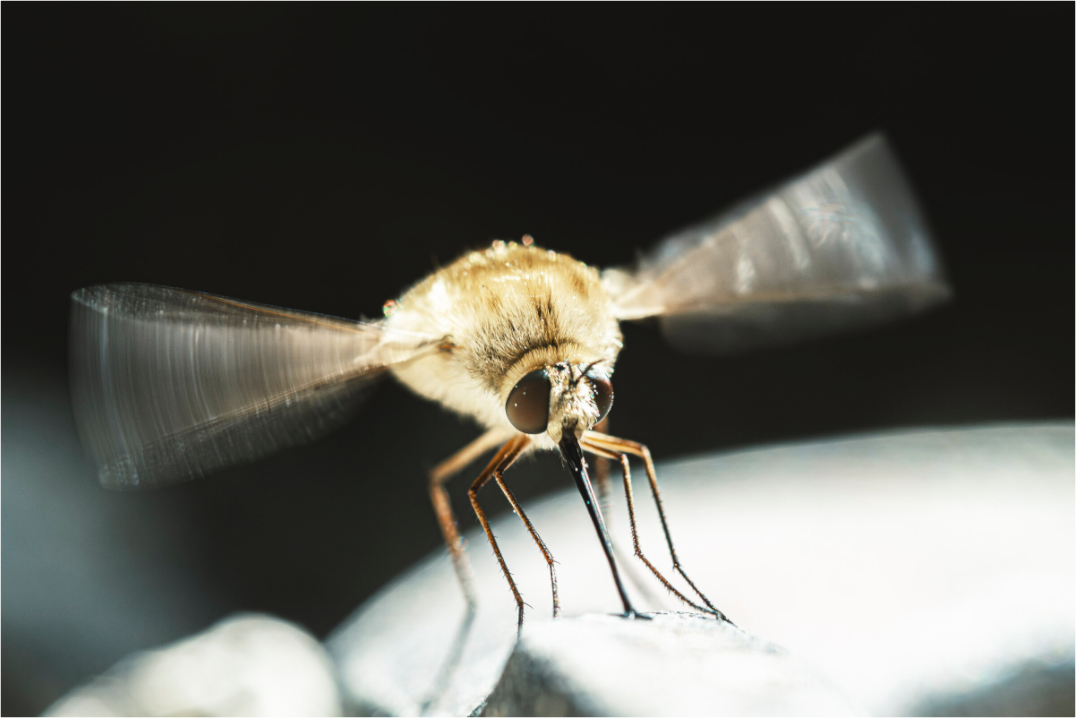 Main image Bombylius