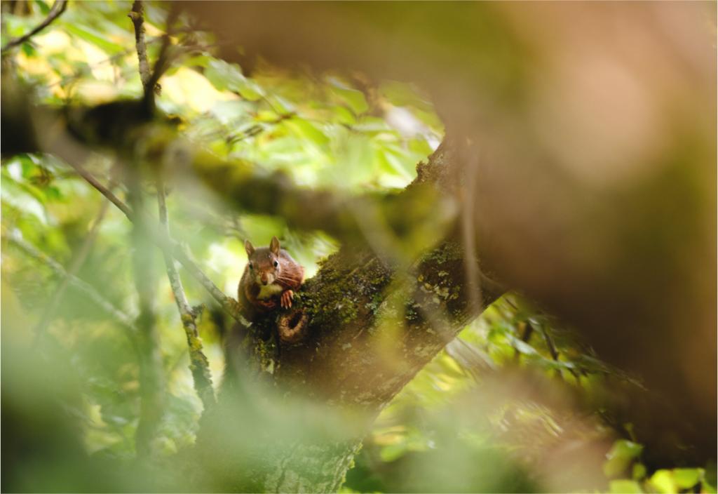 Main image écureuil