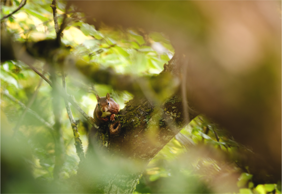 Main image écureuil