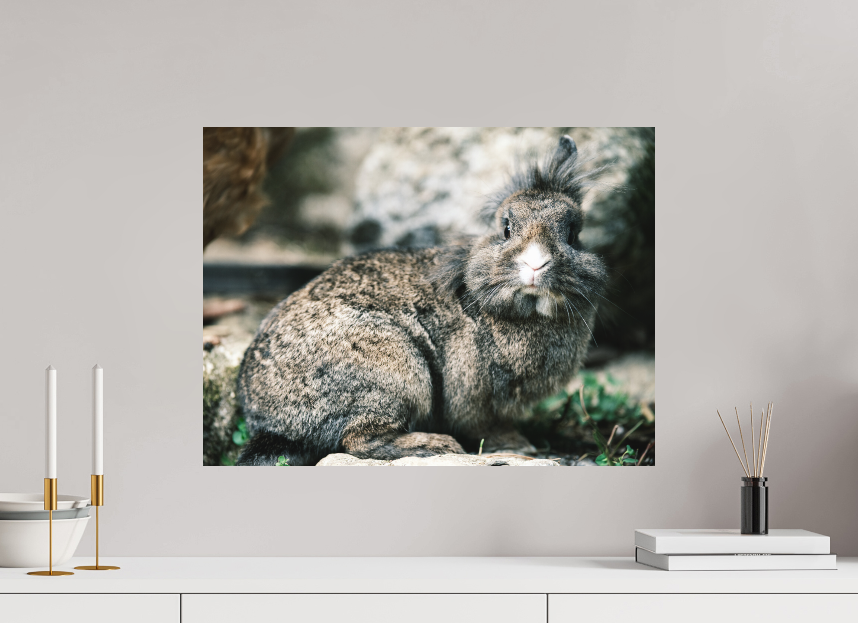 60 x 45 cm, Tirage photo - satiné Lapin