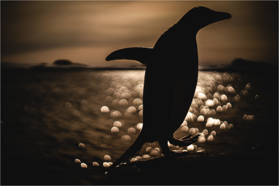 Main image Manchot Adélie et coucher de soleil