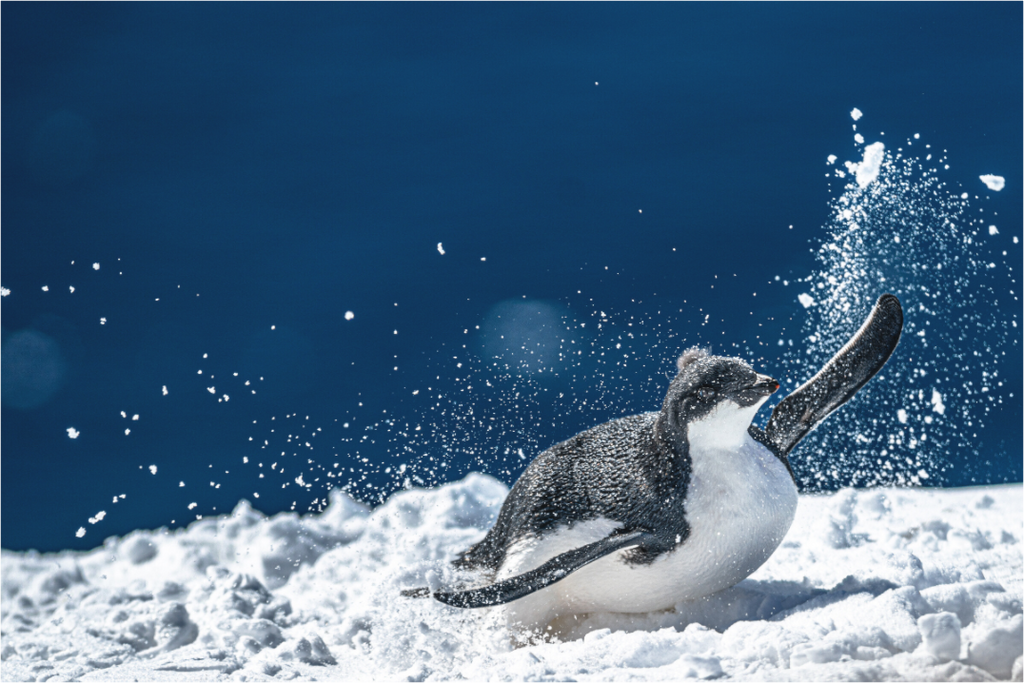 Main image Joyeux poussin