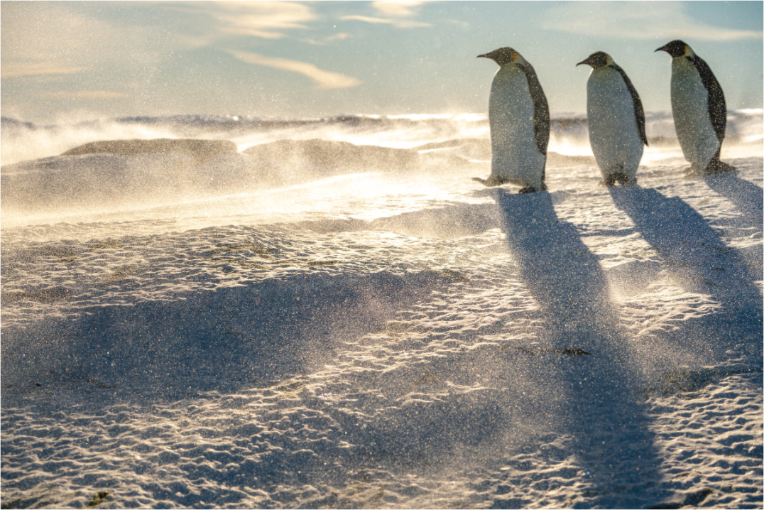 Main image La marche des Empereurs