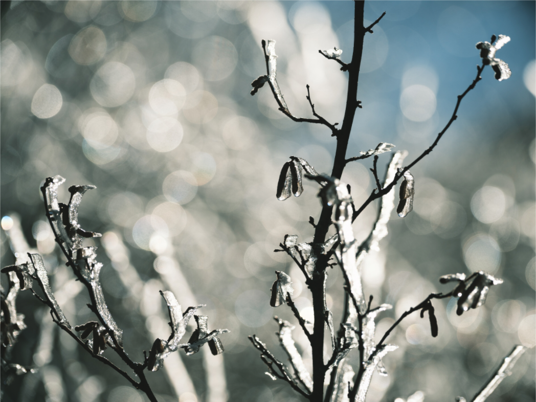 Main image Figé dans le froid