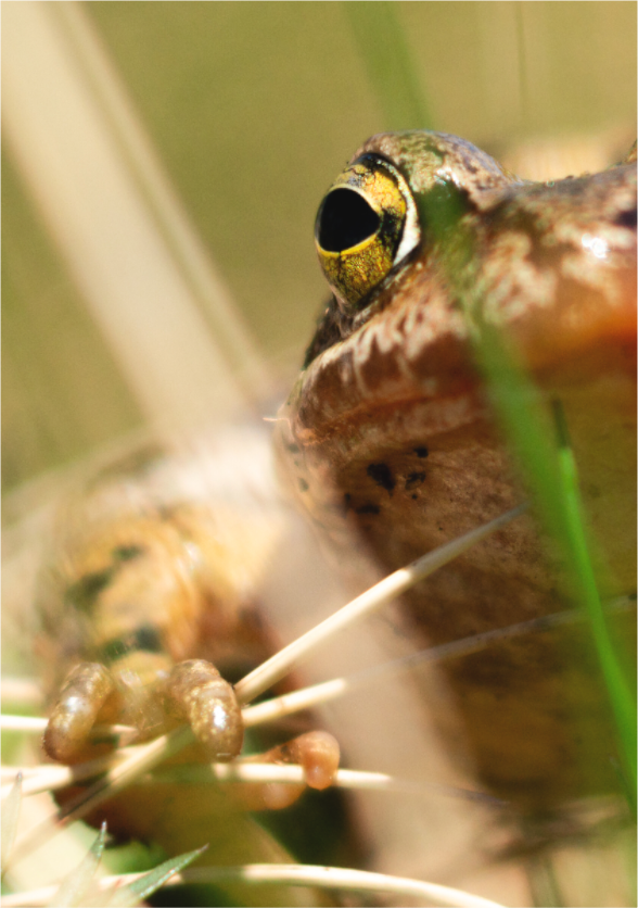 Main image Grenouille Rousse