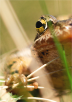 Main image Grenouille Rousse