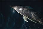 Main image Dauphin