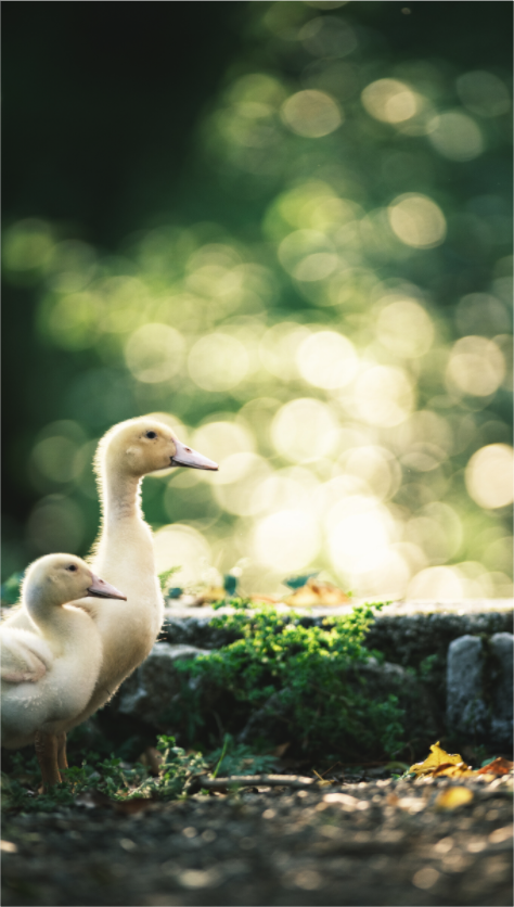 Main image Canards II