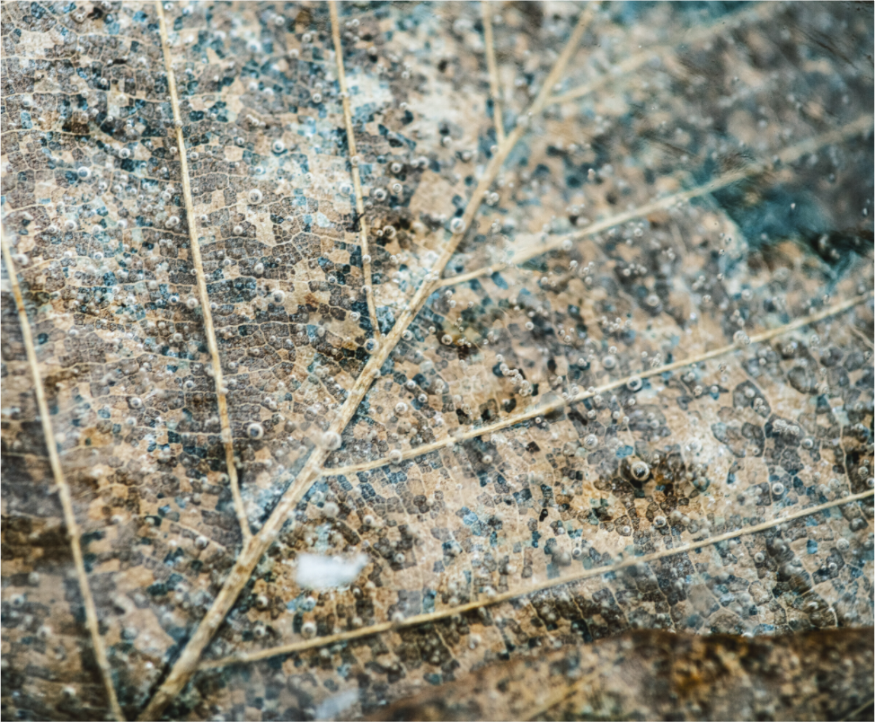 Main image Figé dans les glaces