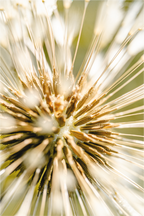 Main image pissenlit