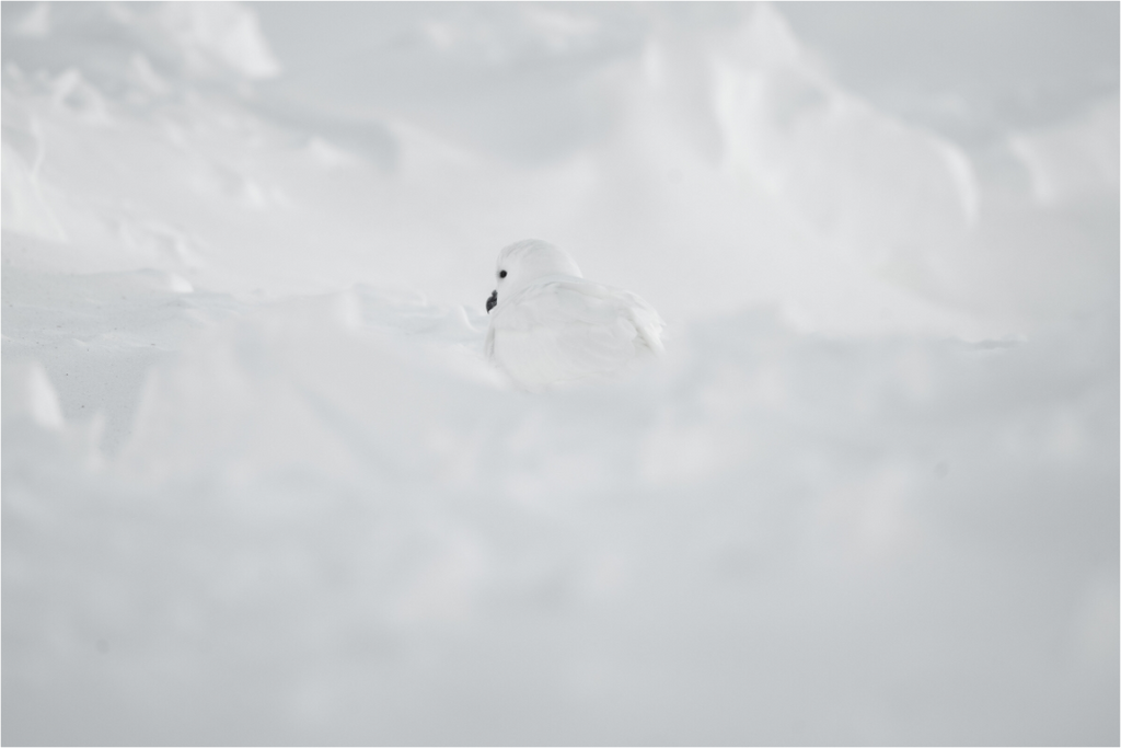 Main image Le Pétrel des Neiges