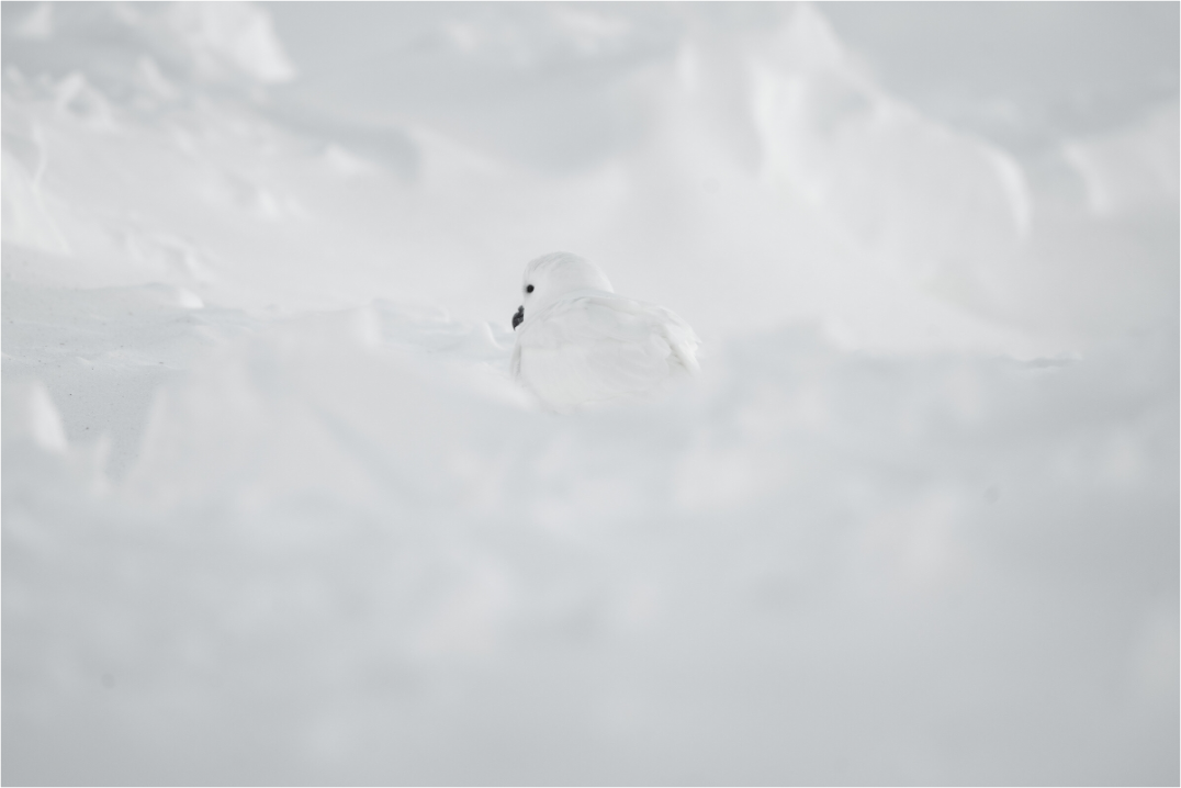 Main image Le Pétrel des Neiges