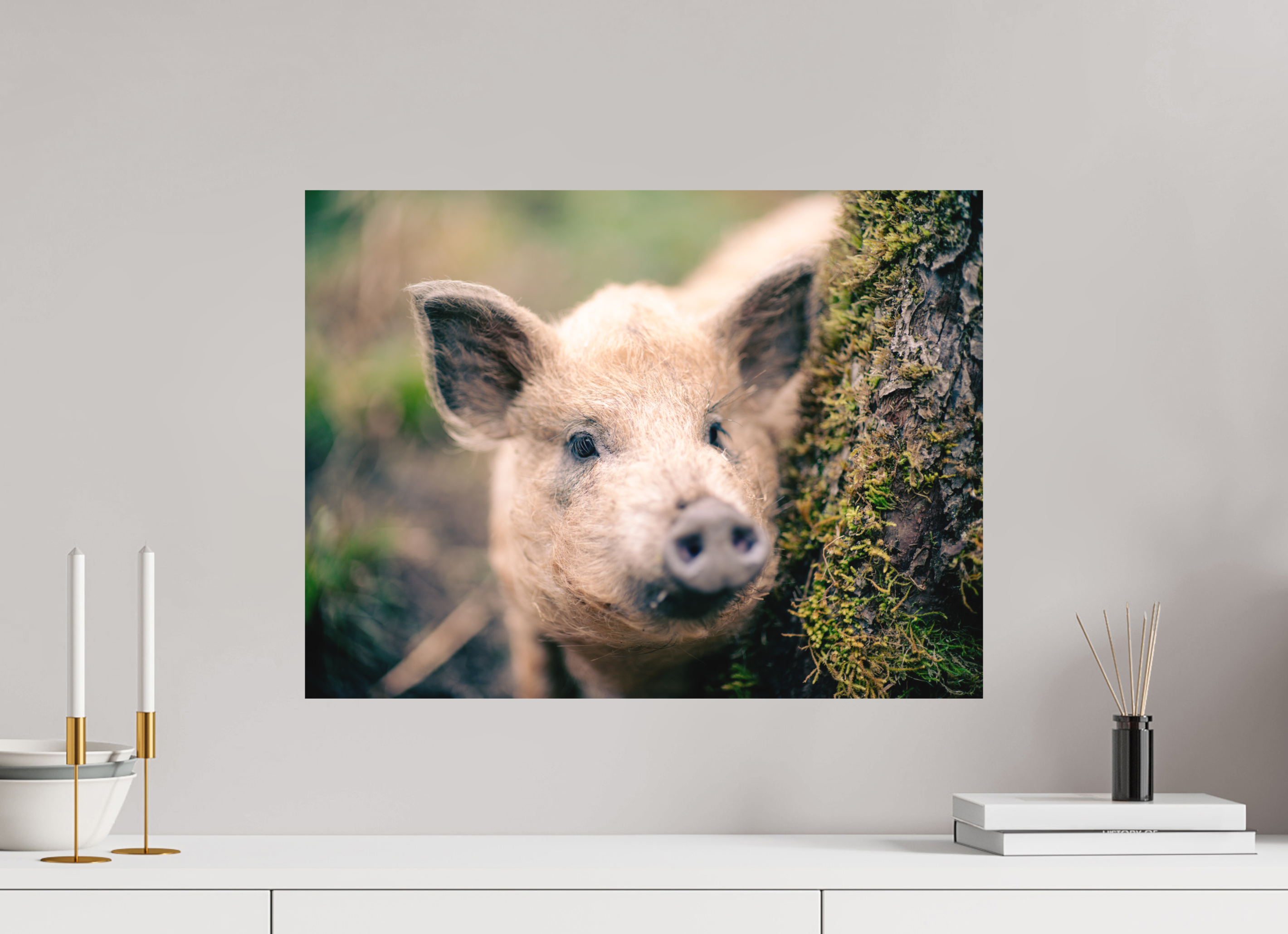 60 x 45 cm, Tirage photo - satiné Cochon