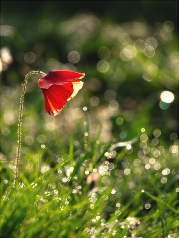 Main image coquelicot