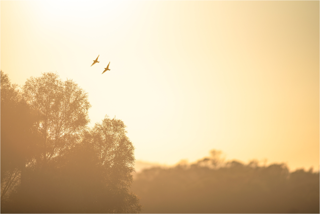 Main image Duo d'oiseaux