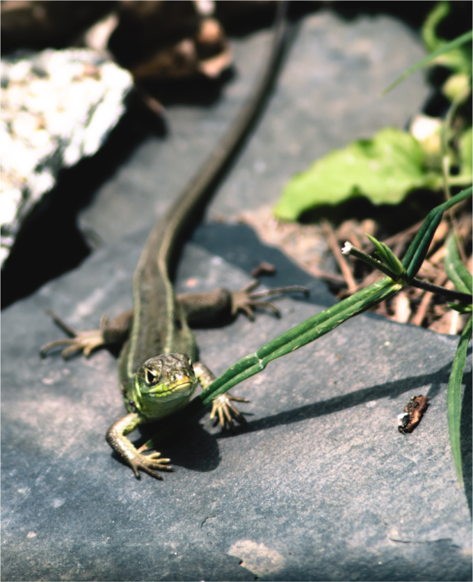 Main image Lezard