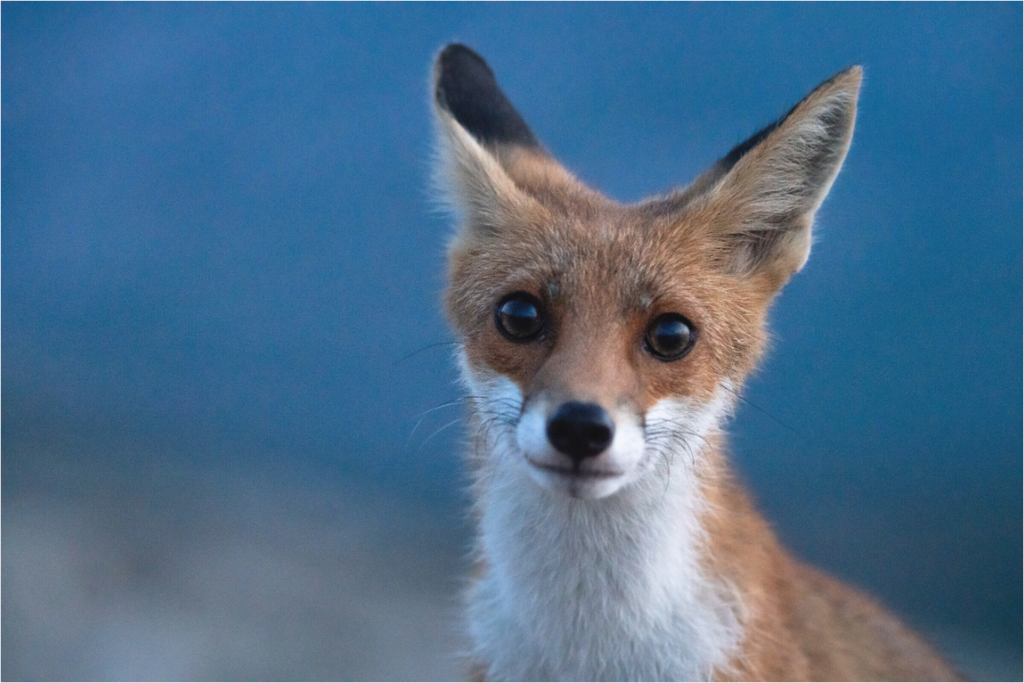 Main image Bruno le renardeau