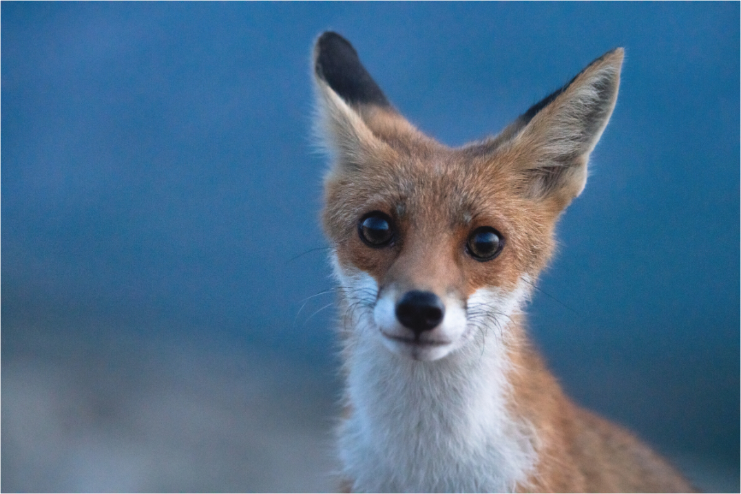 Main image Bruno le renardeau