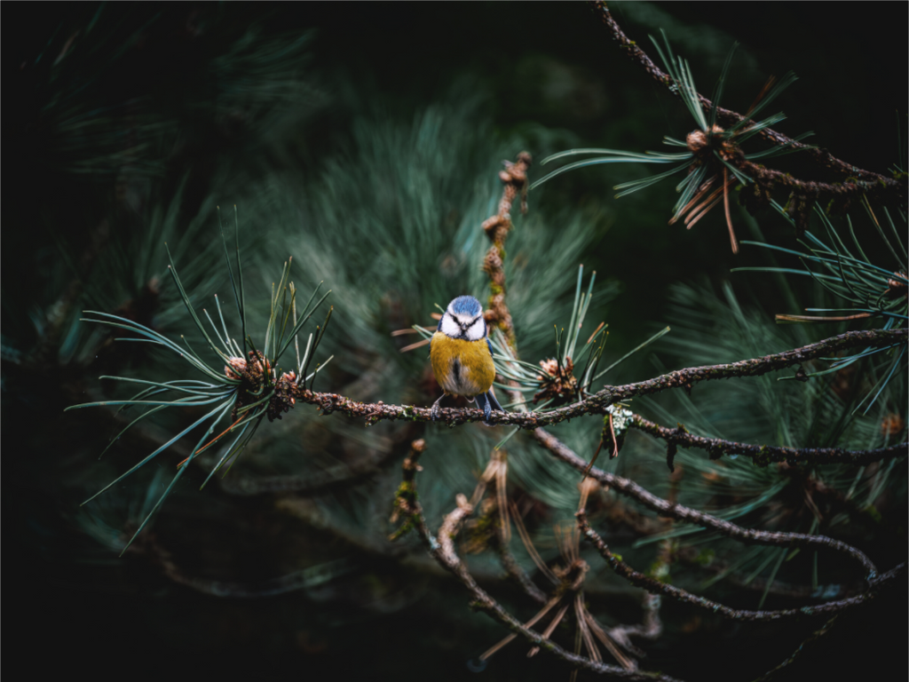 Main image Mésange II