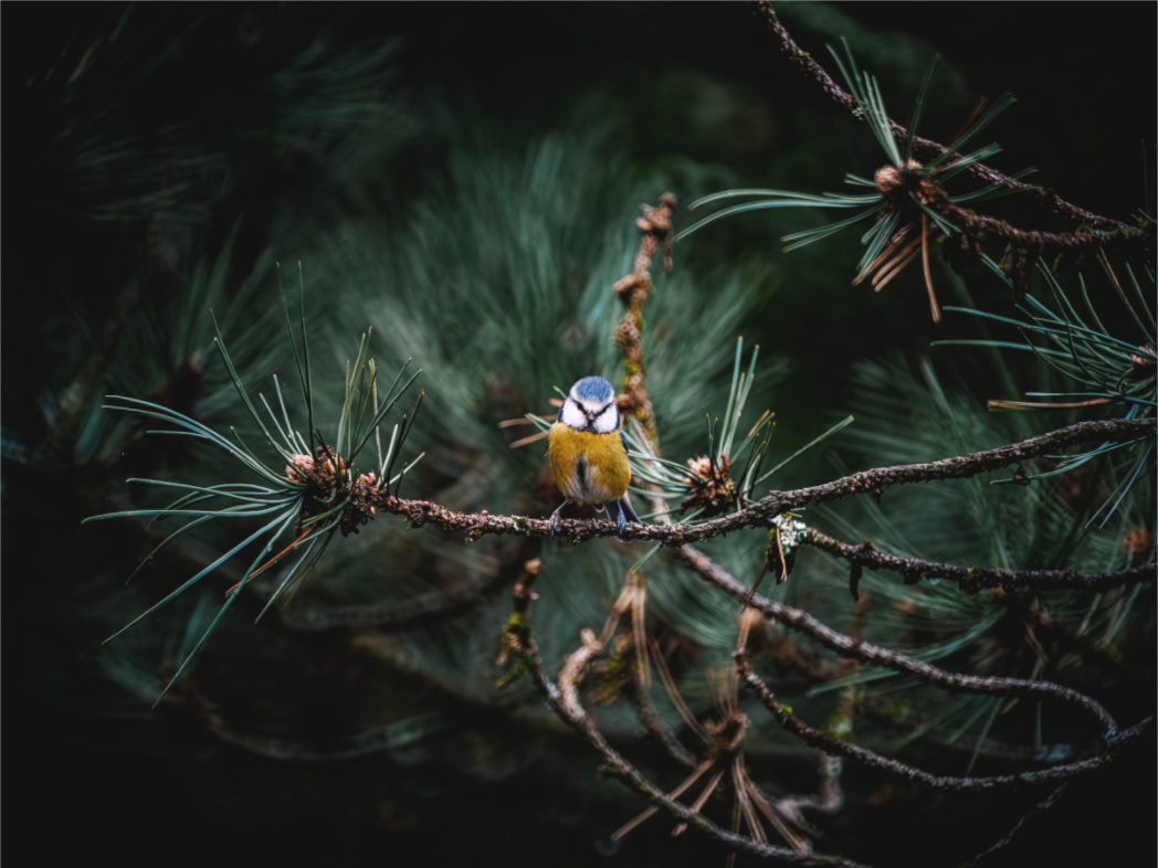 Main image Mésange II