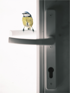 Main image mésange bleue