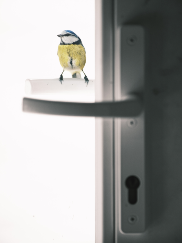 Main image mésange bleue