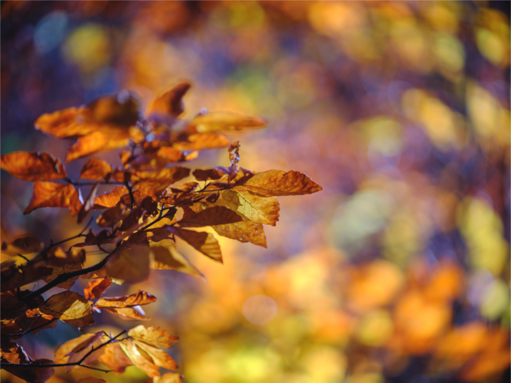 Main image La folie des couleurs III