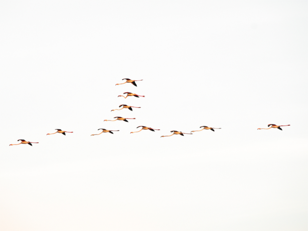 Main image Flamands roses