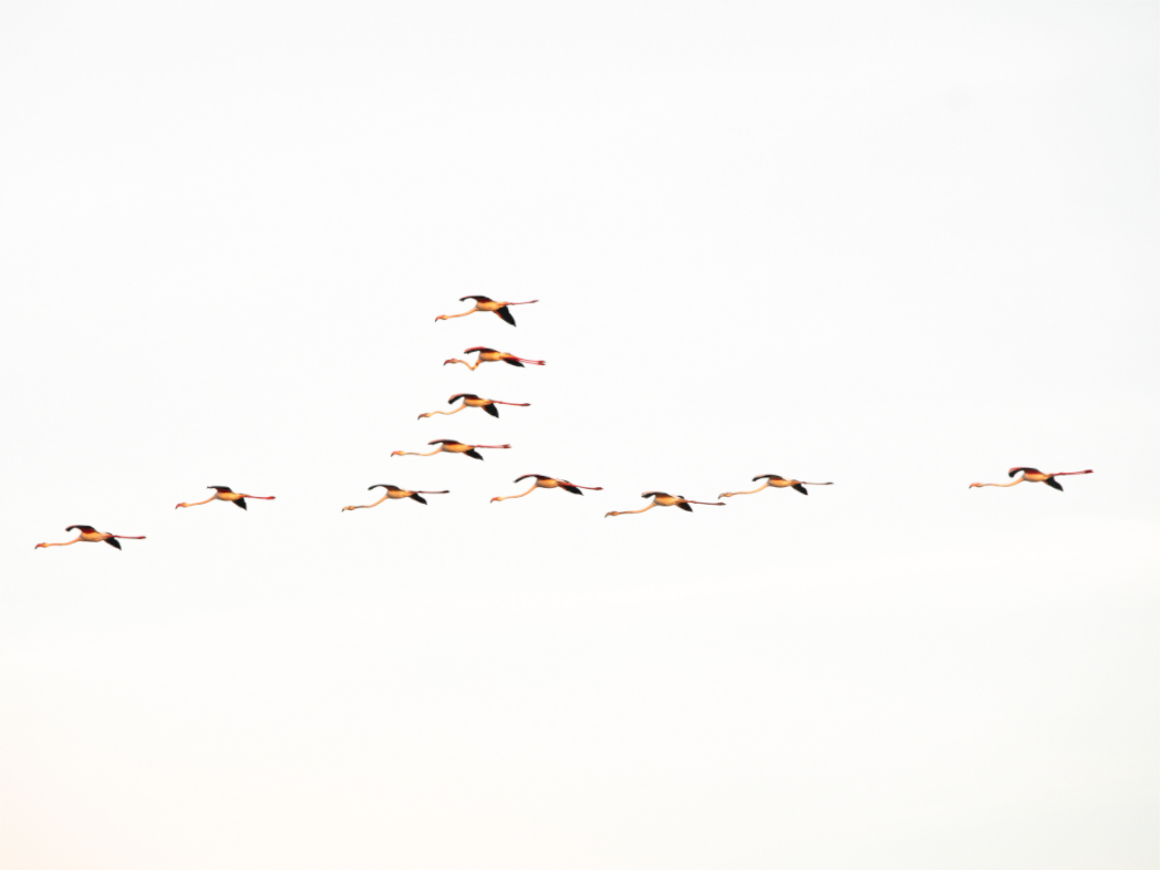Main image Flamands roses
