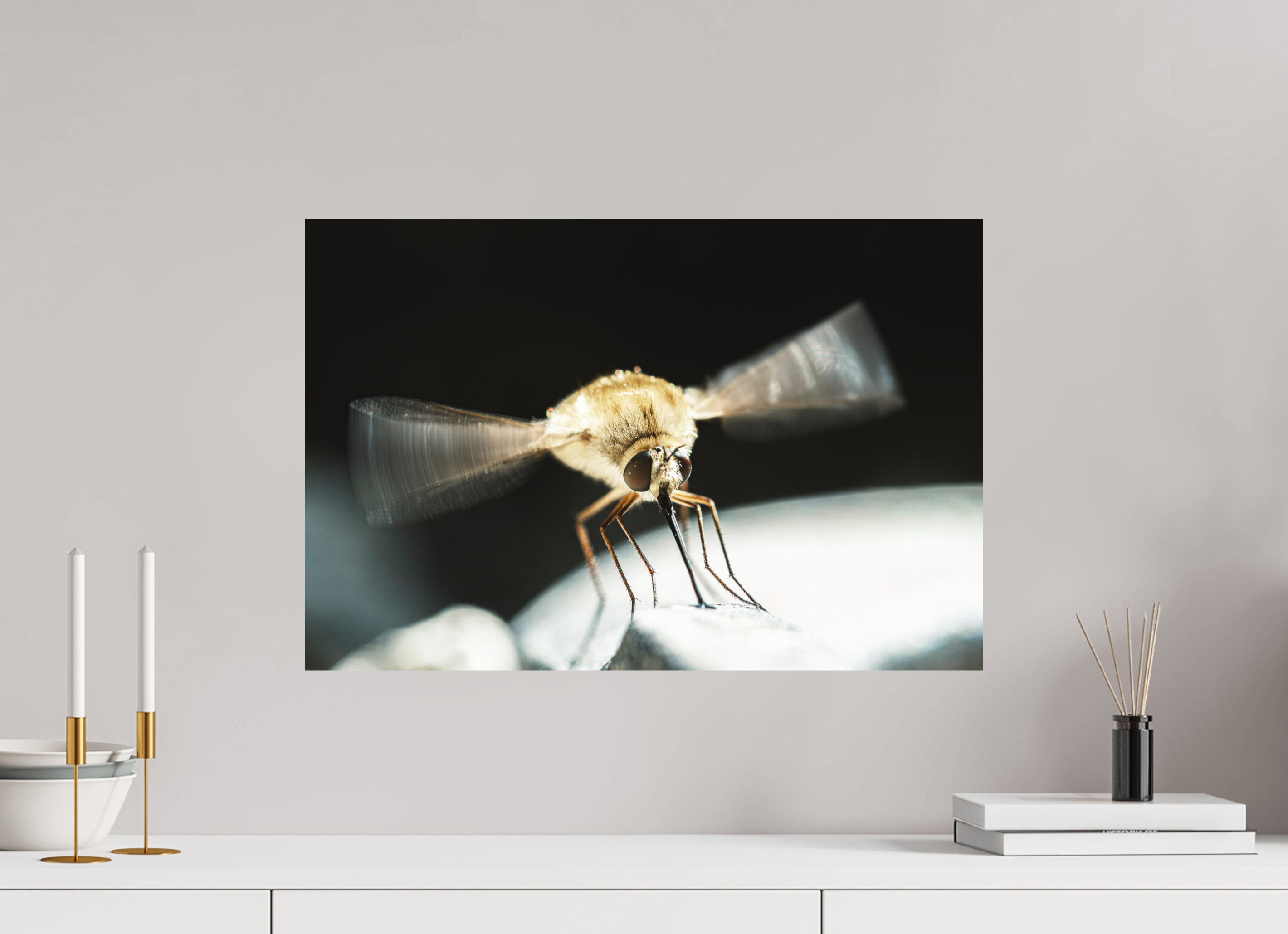 60 x 40 cm, Tirage photo - satiné Bombylius