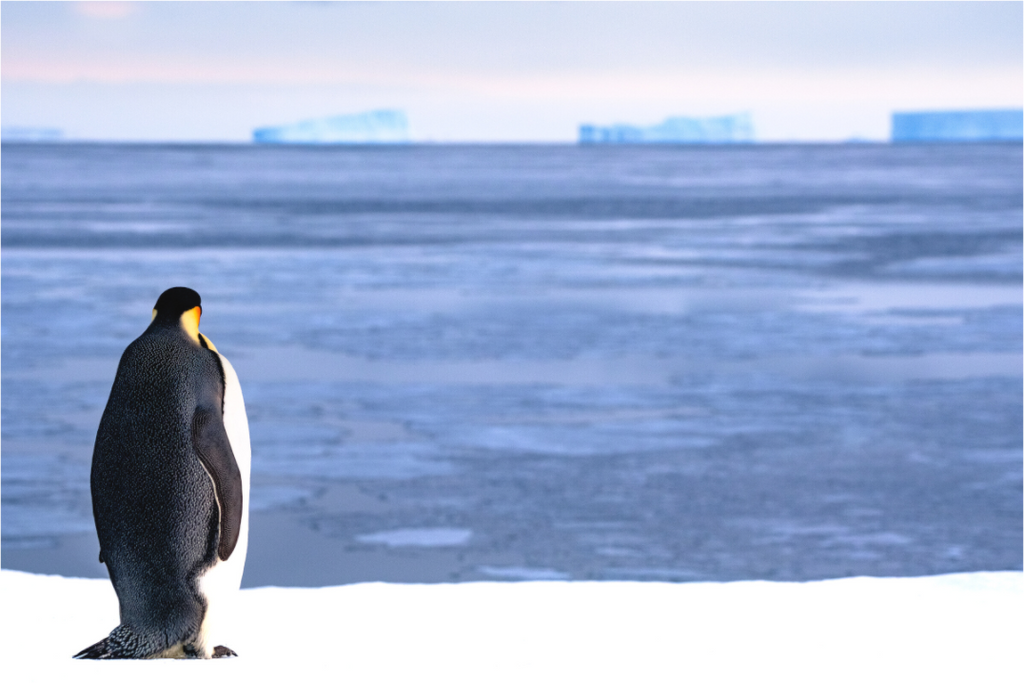 Main image Contemplation