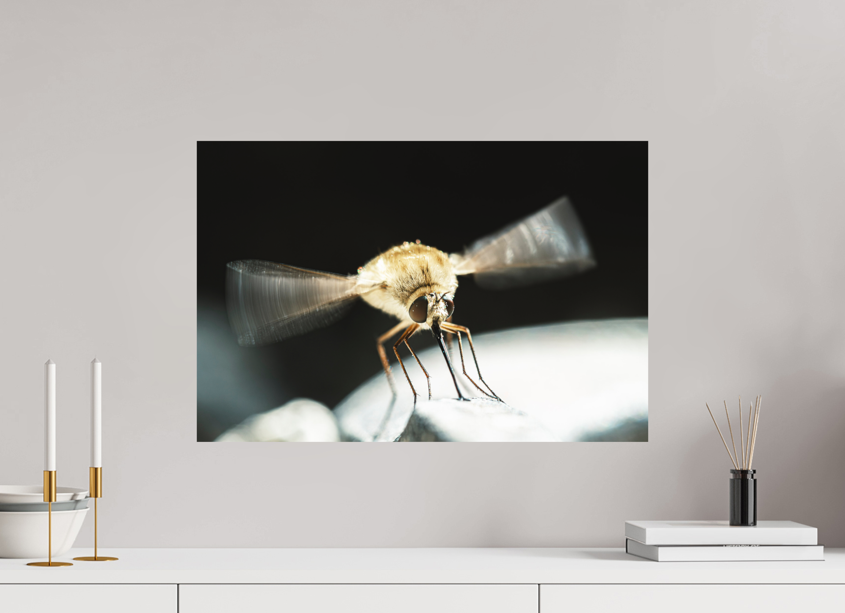 60 x 40 cm, Impression Fine Art sur support rigide - mat Bombylius