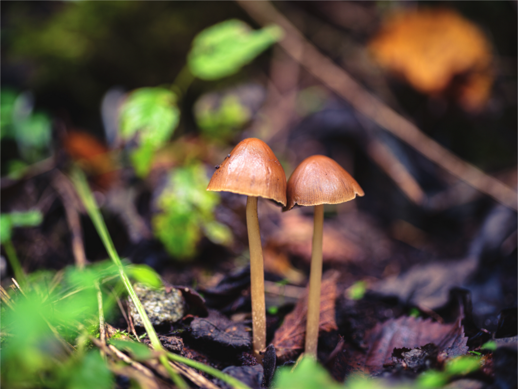 Main image Champignons