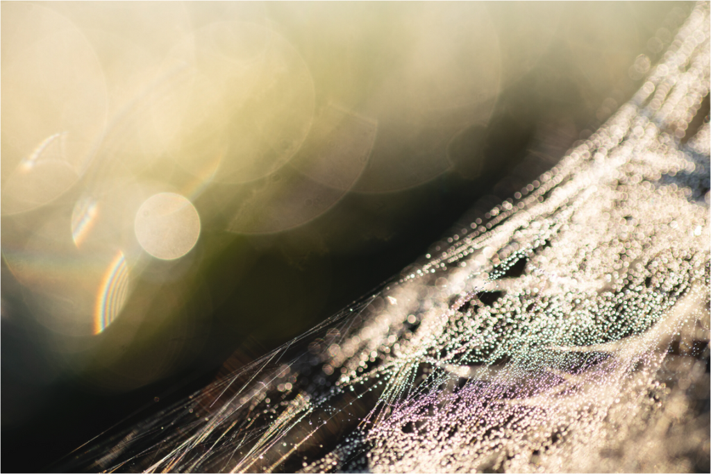 Main image toile d'araignée