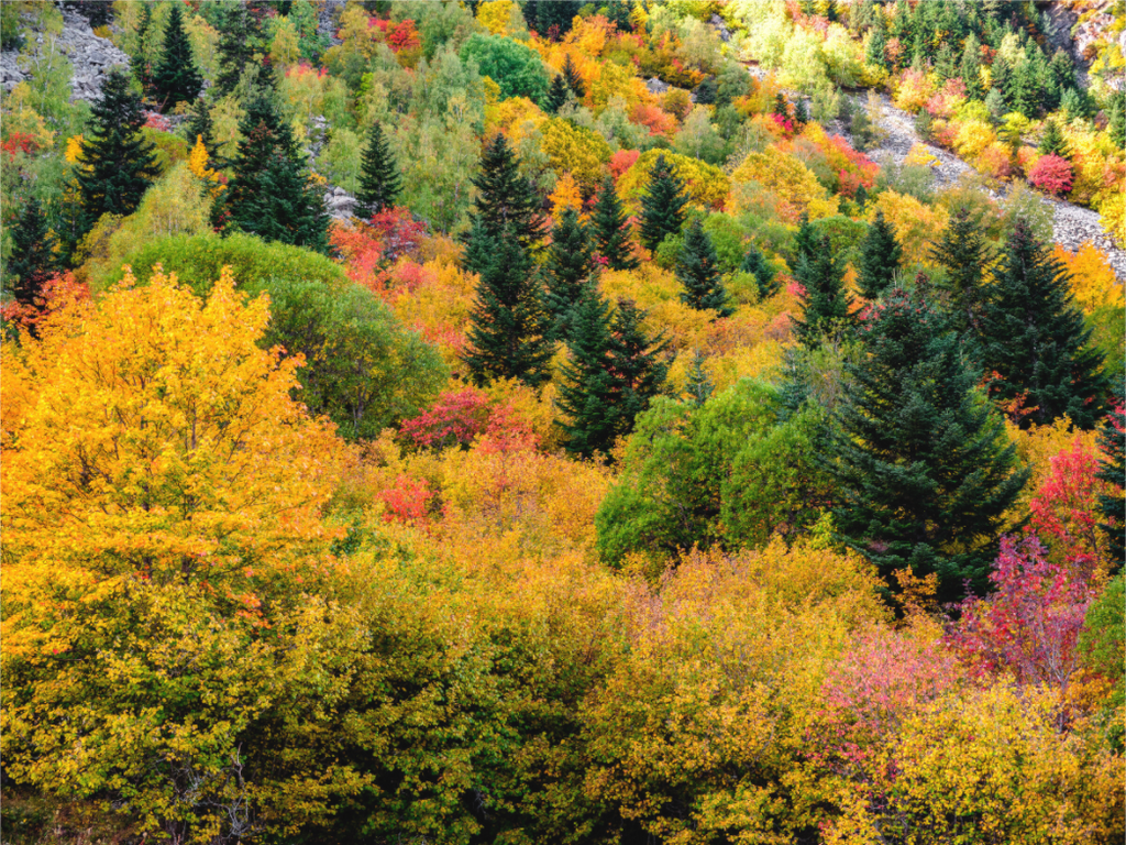 Main image Forêt de couleurs
