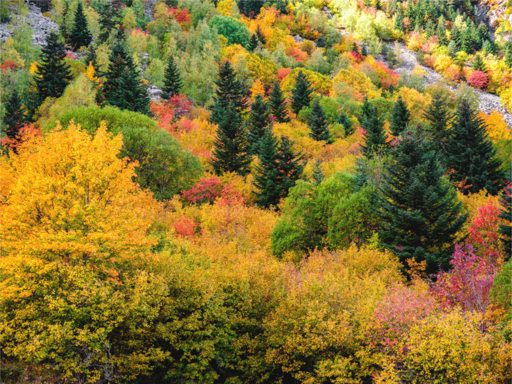 Main image Forêt de couleurs