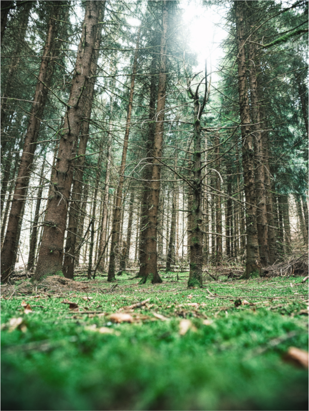 Main image Forêt de résineux